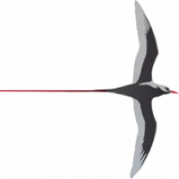 Cape to Cape Explorer Tours logo