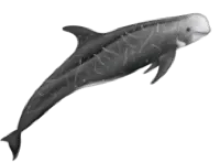 Sanctuary Cruises logo