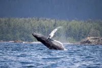 The Whale Centre logo